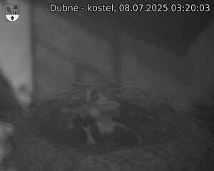 Capi_Dubne_20250708_032003.jpg (1350&nbsp;x&nbsp;1080)