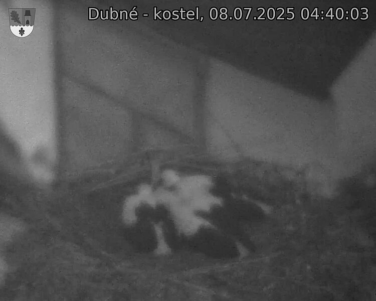 Capi_Dubne_20250708_044003.jpg (1350&nbsp;x&nbsp;1080)
