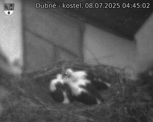 Capi_Dubne_20250708_044502.jpg (1350&nbsp;x&nbsp;1080)