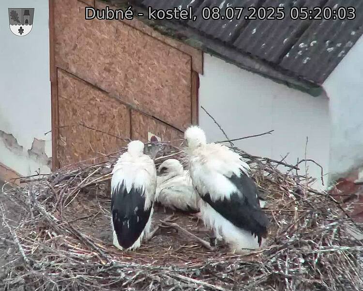 Capi_Dubne_20250708_052003.jpg (1350&nbsp;x&nbsp;1080)