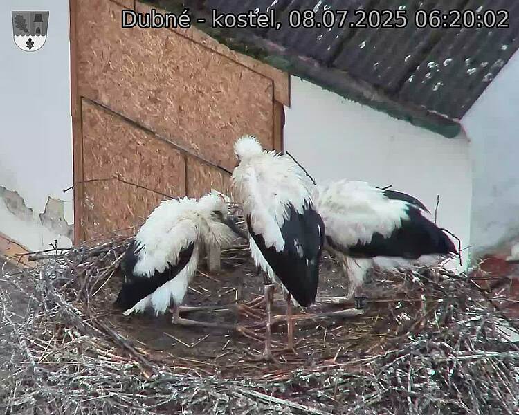 Capi_Dubne_20250708_062002.jpg (1350&nbsp;x&nbsp;1080)