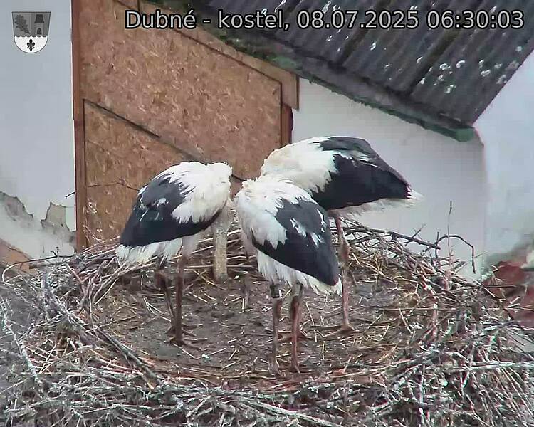 Capi_Dubne_20250708_063003.jpg (1350&nbsp;x&nbsp;1080)