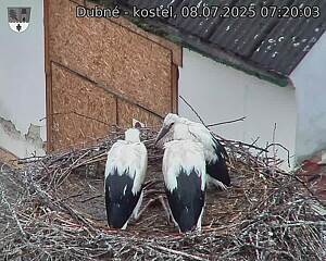 Capi_Dubne_20250708_072003.jpg (1350&nbsp;x&nbsp;1080)