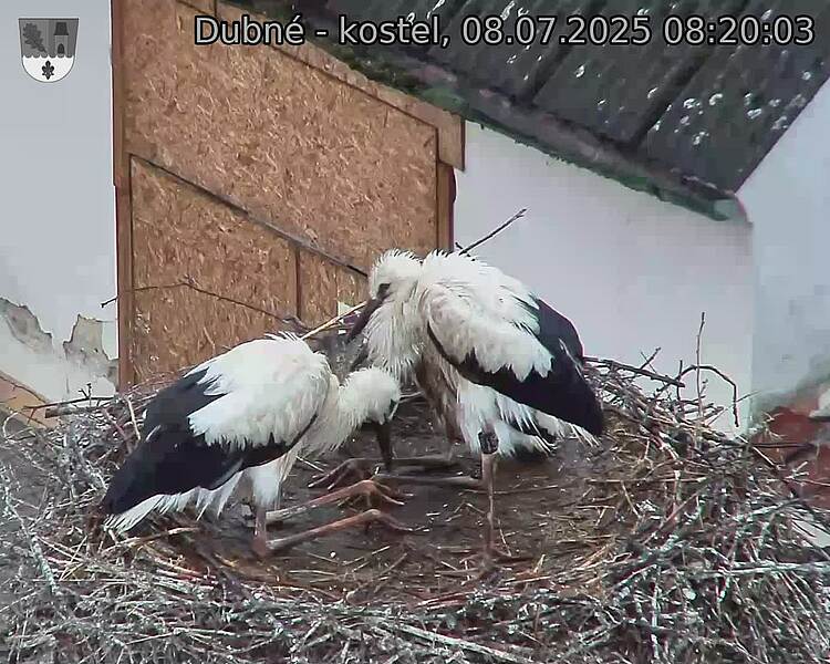 Capi_Dubne_20250708_082003.jpg (1350&nbsp;x&nbsp;1080)