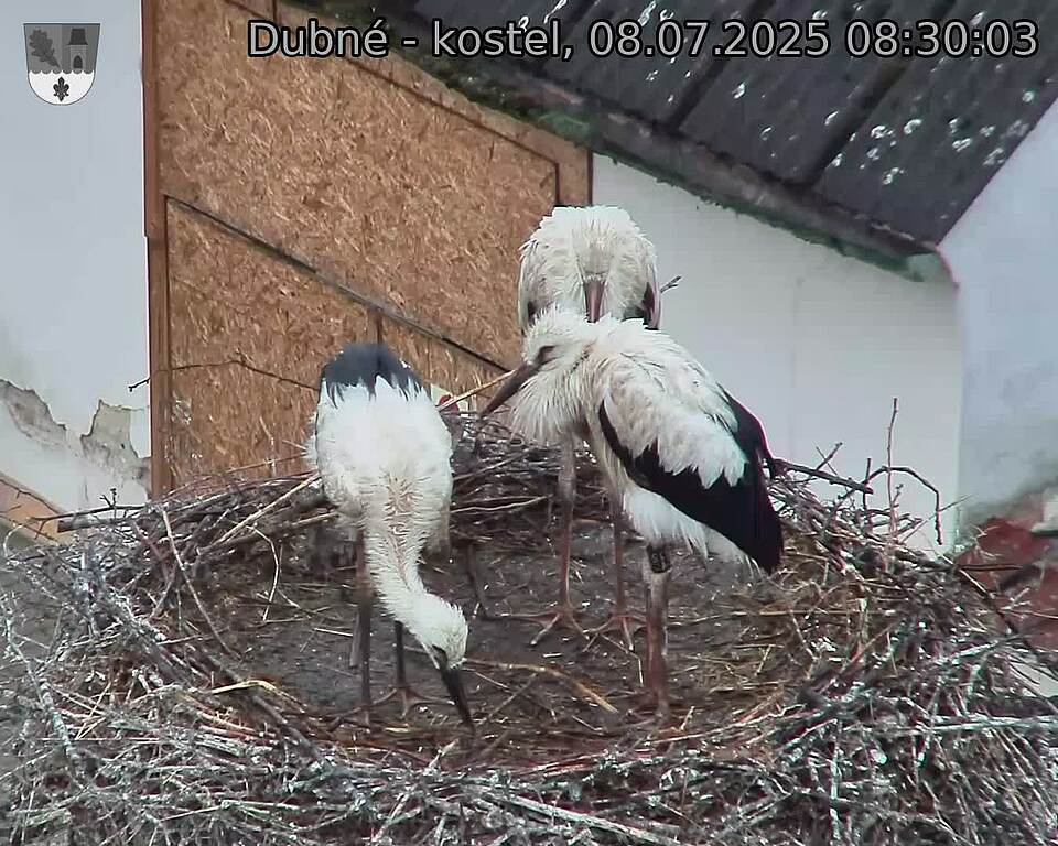 Capi_Dubne_20250708_083003.jpg (1350&nbsp;x&nbsp;1080)