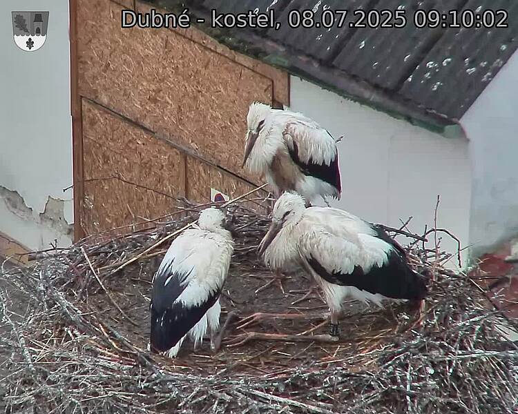 Capi_Dubne_20250708_091002.jpg (1350&nbsp;x&nbsp;1080)