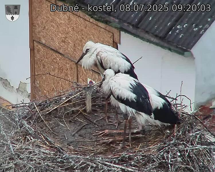 Capi_Dubne_20250708_092003.jpg (1350&nbsp;x&nbsp;1080)