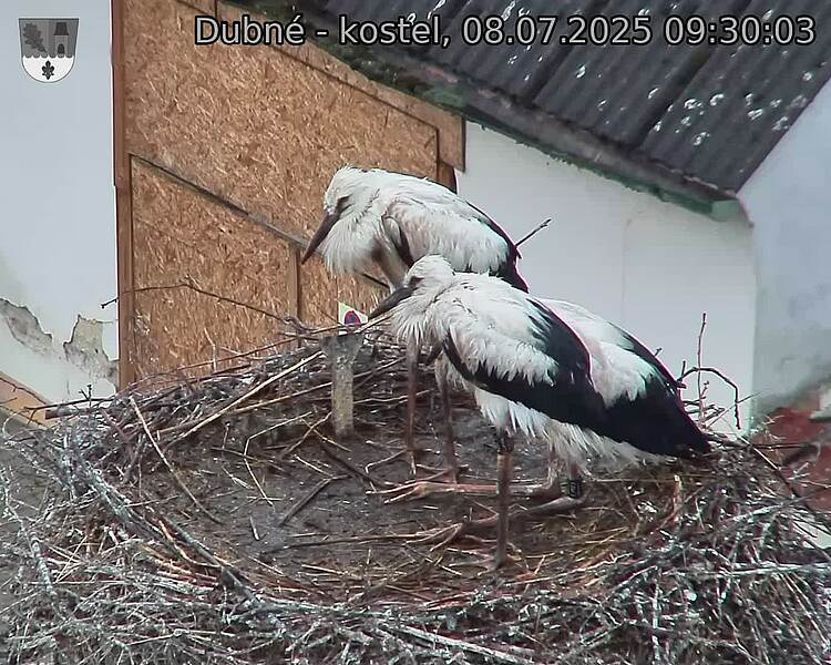 Capi_Dubne_20250708_093003.jpg (1350&nbsp;x&nbsp;1080)