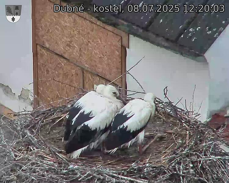 Capi_Dubne_20250708_122003.jpg (1350&nbsp;x&nbsp;1080)