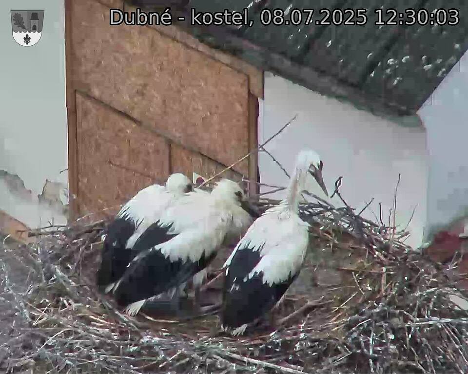 Capi_Dubne_20250708_123003.jpg (1350&nbsp;x&nbsp;1080)