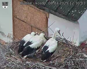 Capi_Dubne_20250708_123003.jpg (1350&nbsp;x&nbsp;1080)