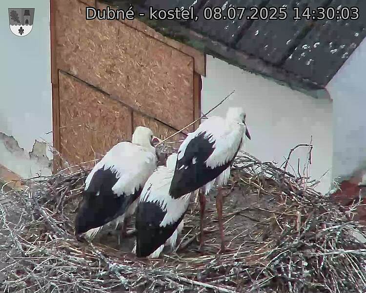 Capi_Dubne_20250708_143003.jpg (1350&nbsp;x&nbsp;1080)