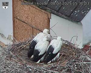 Capi_Dubne_20250708_153003.jpg (1350&nbsp;x&nbsp;1080)