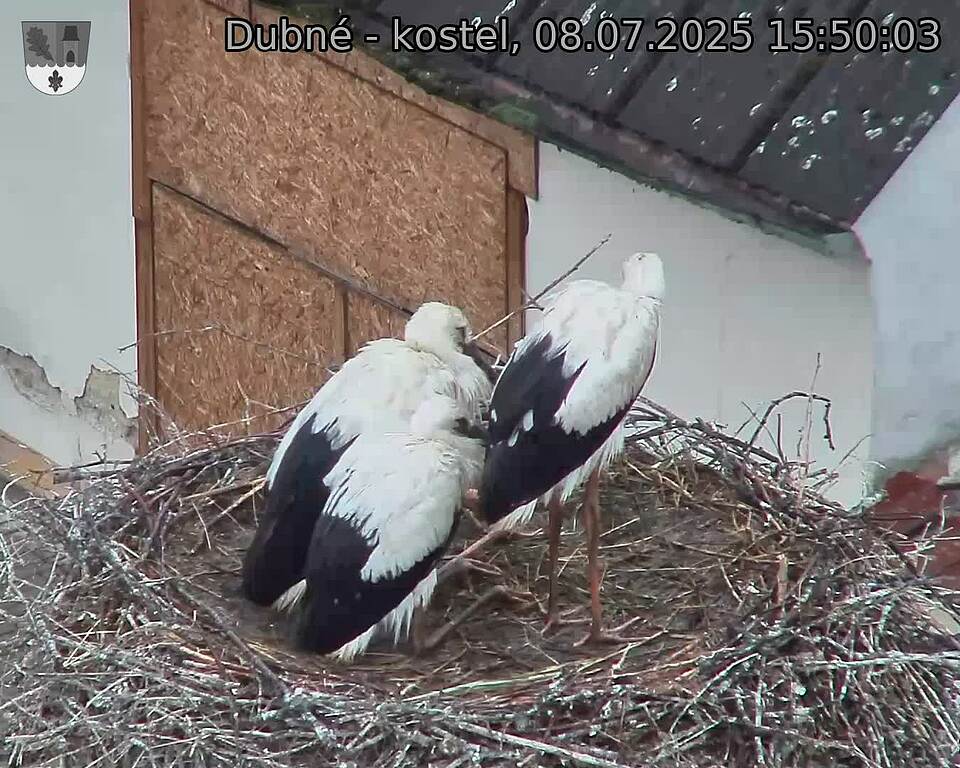 Capi_Dubne_20250708_155003.jpg (1350&nbsp;x&nbsp;1080)