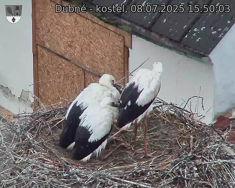 Capi_Dubne_20250708_155003.jpg (1350&nbsp;x&nbsp;1080)