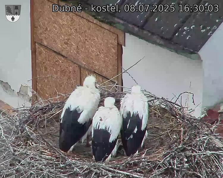 Capi_Dubne_20250708_163003.jpg (1350&nbsp;x&nbsp;1080)