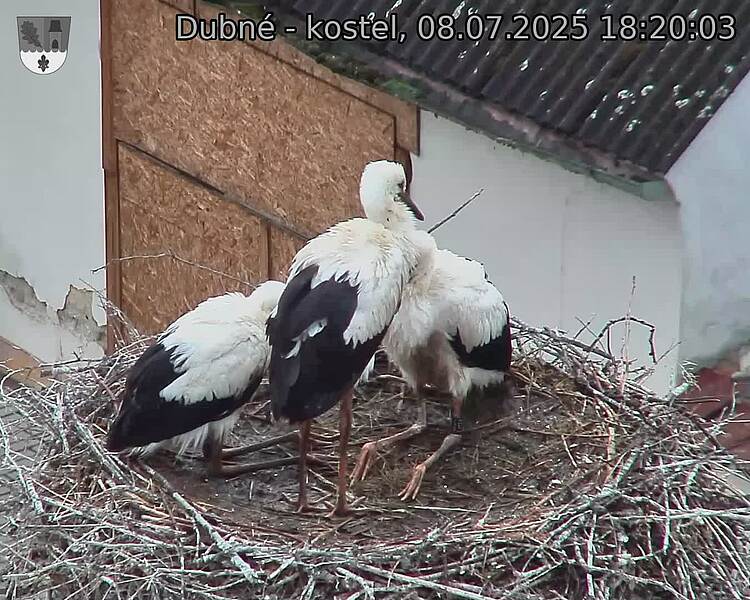 Capi_Dubne_20250708_182003.jpg (1350&nbsp;x&nbsp;1080)