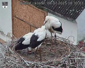 Capi_Dubne_20250708_183003.jpg (1350&nbsp;x&nbsp;1080)