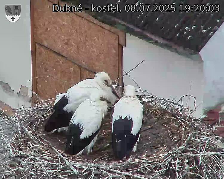 Capi_Dubne_20250708_192003.jpg (1350&nbsp;x&nbsp;1080)