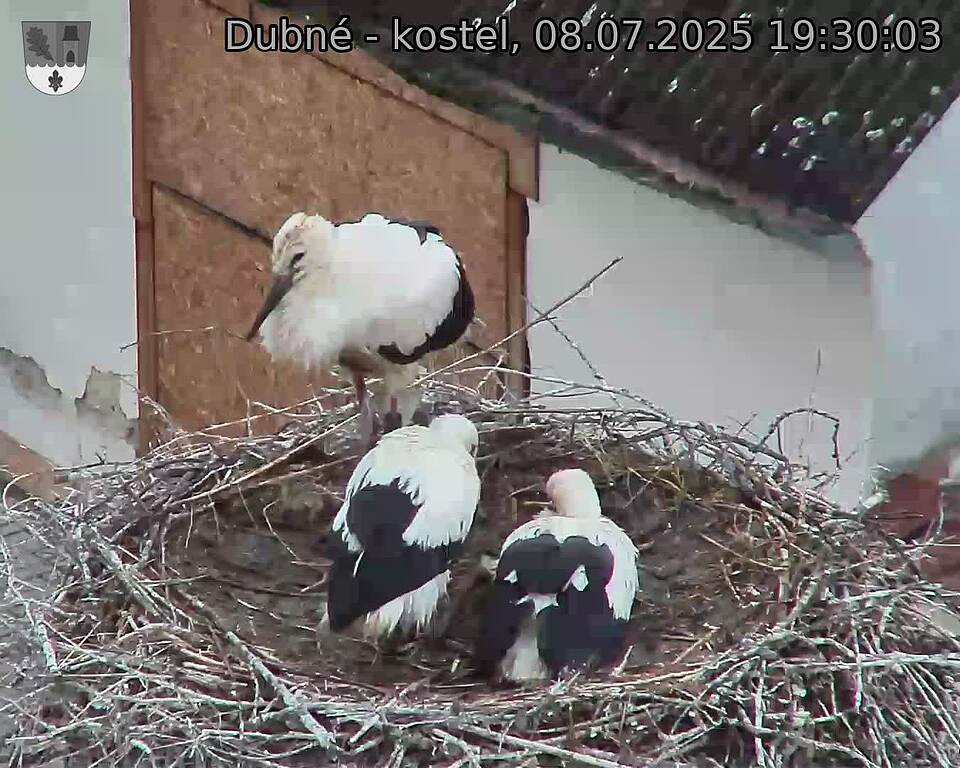 Capi_Dubne_20250708_193003.jpg (1350&nbsp;x&nbsp;1080)