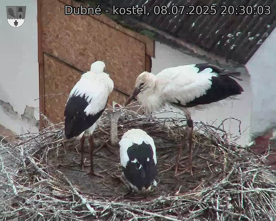 Capi_Dubne_20250708_203003.jpg (1350&nbsp;x&nbsp;1080)