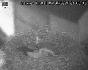 Capi_Dubne_20260607_040502.jpg (1350&nbsp;x&nbsp;1080)