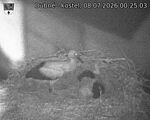 Capi_Dubne_20260708_002503.jpg