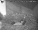 Capi_Dubne_20260708_003002.jpg