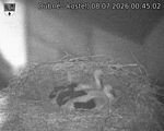 Capi_Dubne_20260708_004502.jpg