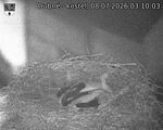 Capi_Dubne_20260708_031003.jpg