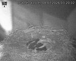 Capi_Dubne_20260708_032002.jpg