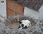 Capi_Dubne_20260708_054504.jpg