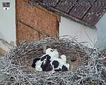 Capi_Dubne_20260708_061003.jpg