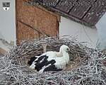 Capi_Dubne_20260708_071004.jpg