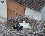 Capi_Dubne_20260708_080003.jpg