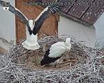 Capi_Dubne_20260708_083003.jpg
