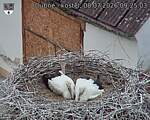 Capi_Dubne_20260708_092503.jpg