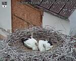Capi_Dubne_20260708_093003.jpg