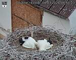 Capi_Dubne_20260708_094003.jpg