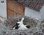 Capi_Dubne_20260708_133003.jpg