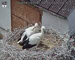 Capi_Dubne_20260708_143003.jpg