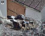 Capi_Dubne_20260708_152003.jpg