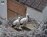 Capi_Dubne_20260708_161503.jpg