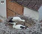 Capi_Dubne_20260708_183003.jpg