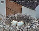 Capi_Dubne_20260708_202003.jpg